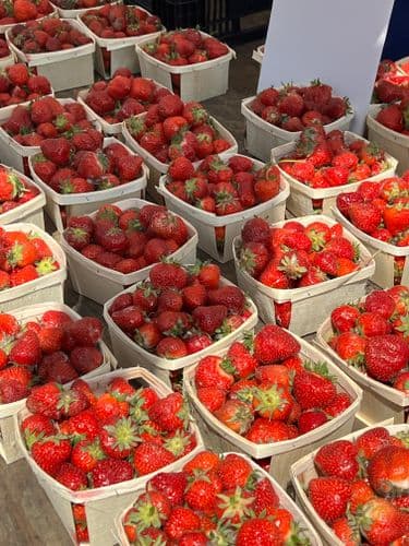 Erdbeeren „Elsanta“