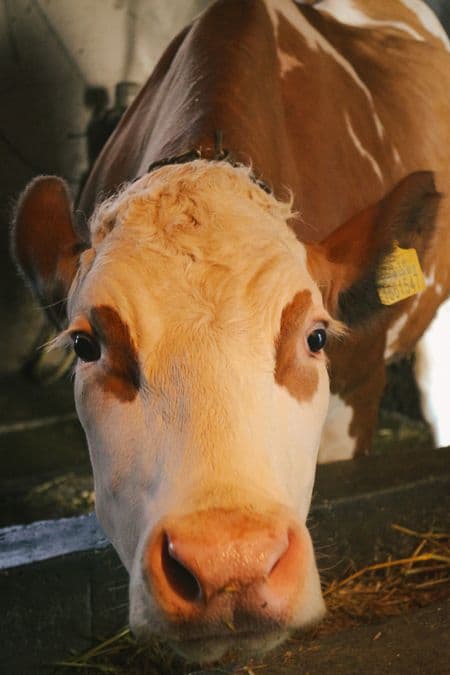 Frische Milch