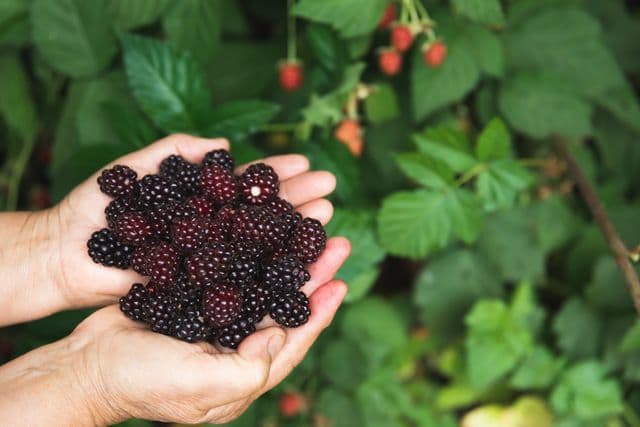 Brombeeren