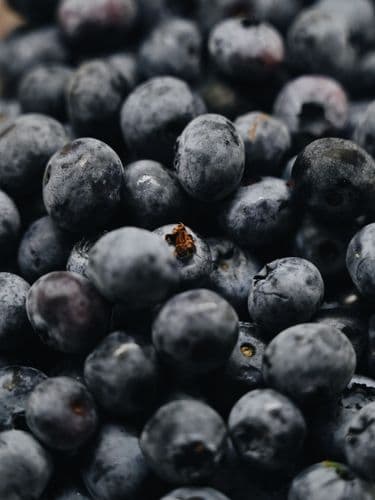 Heidelbeeren „Duke“