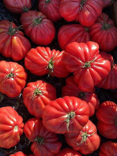Tomaten „Ochsenherz“