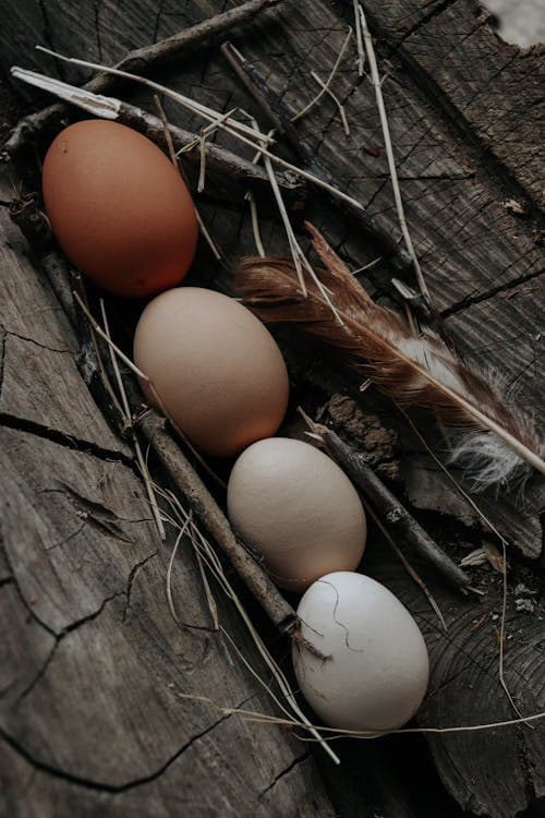 Frische Eier
